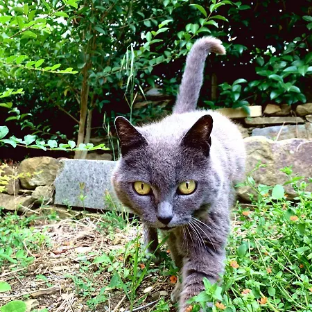 La Collina Toscana Çiftlik konaklama Pieve a Maiano