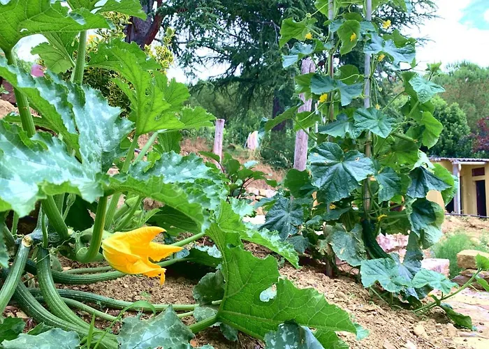 Vakantieboerderij La Collina Toscana